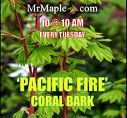 - Acer circinatum 'Pacific Fire' Coral Bark Japanese Maple - Mr Maple │ Buy Japanese Maple Trees