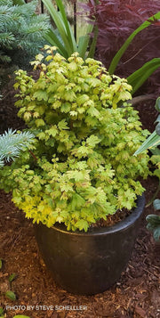 - Acer circinatum 'Rainy Day' Rare Dwarf Japanese Maple - Mr Maple │ Buy Japanese Maple Trees