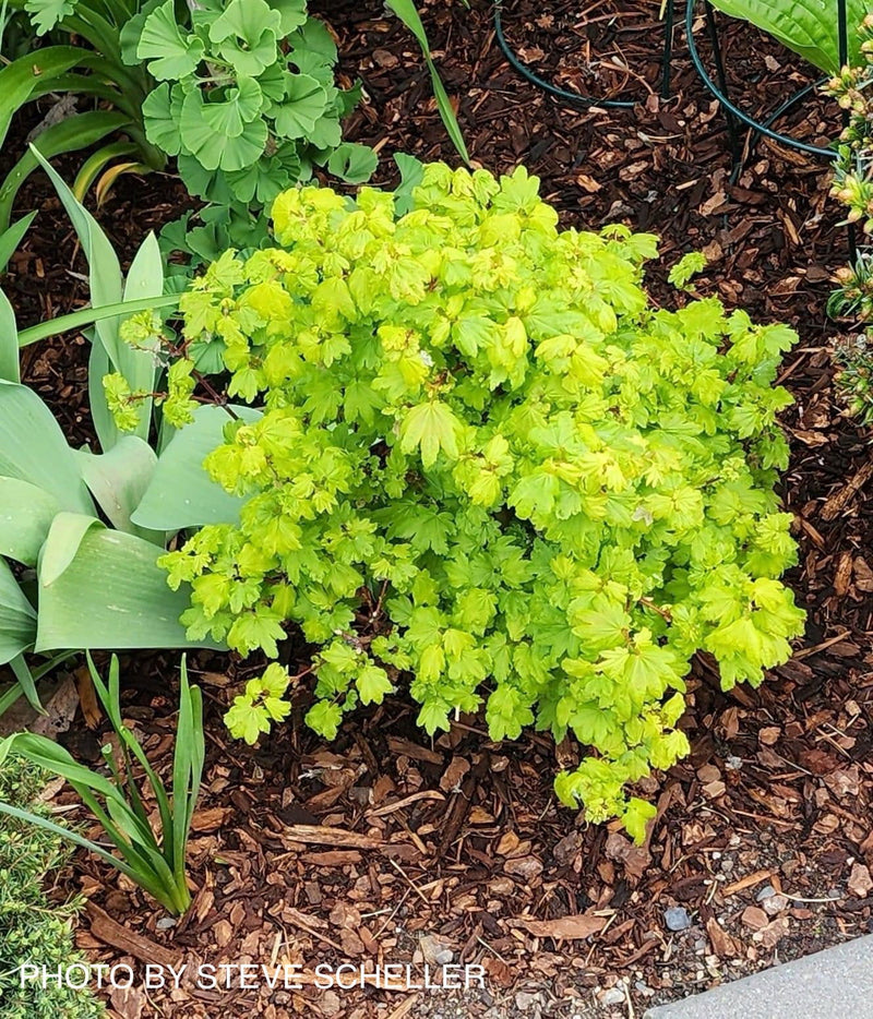 - Acer circinatum 'Rainy Day' Rare Dwarf Japanese Maple - Mr Maple │ Buy Japanese Maple Trees