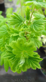 - Acer circinatum 'Rainy Day' Rare Dwarf Japanese Maple - Mr Maple │ Buy Japanese Maple Trees