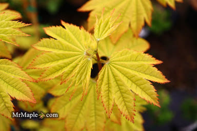 - Acer circinatum 'Sunglow' Japanese Maple - Mr Maple │ Buy Japanese Maple Trees