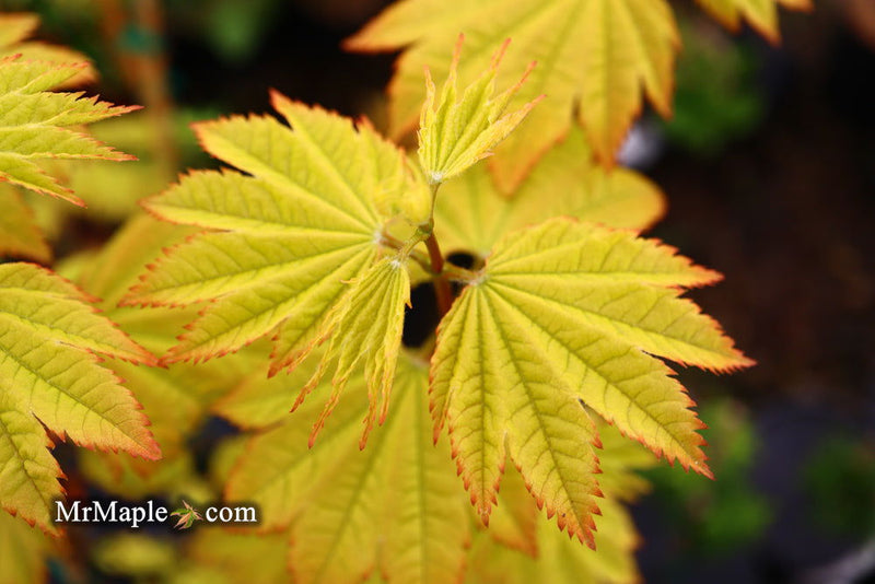 - Acer circinatum 'Sunglow' Japanese Maple - Mr Maple │ Buy Japanese Maple Trees