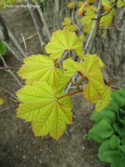 - Acer circinatum 'Sunglow' Japanese Maple - Mr Maple │ Buy Japanese Maple Trees