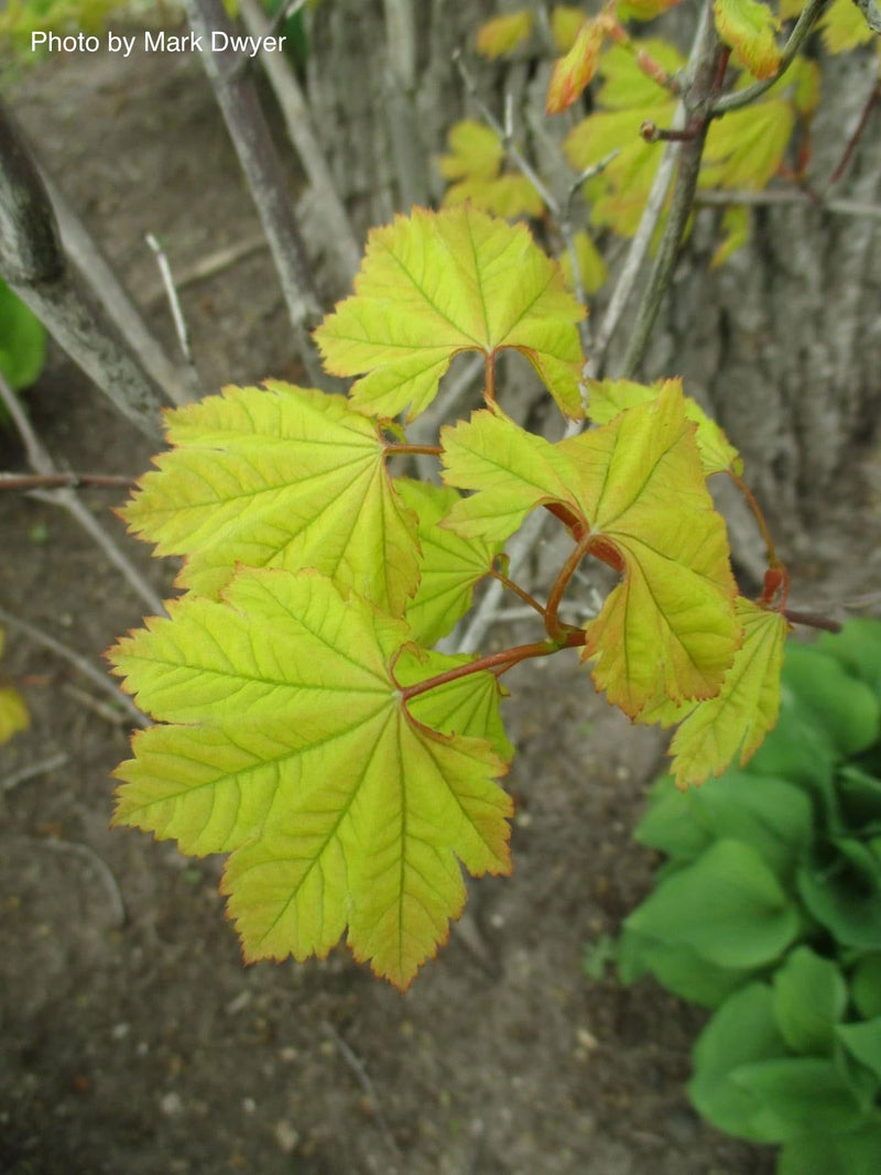 - Acer circinatum 'Sunglow' Japanese Maple - Mr Maple │ Buy Japanese Maple Trees