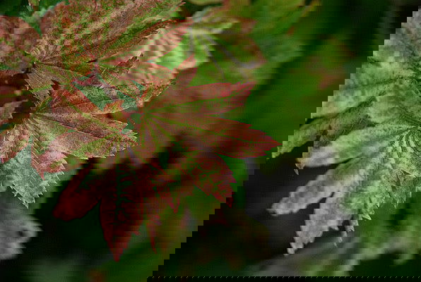 - Acer circinatum 'Sunglow' Japanese Maple - Mr Maple │ Buy Japanese Maple Trees