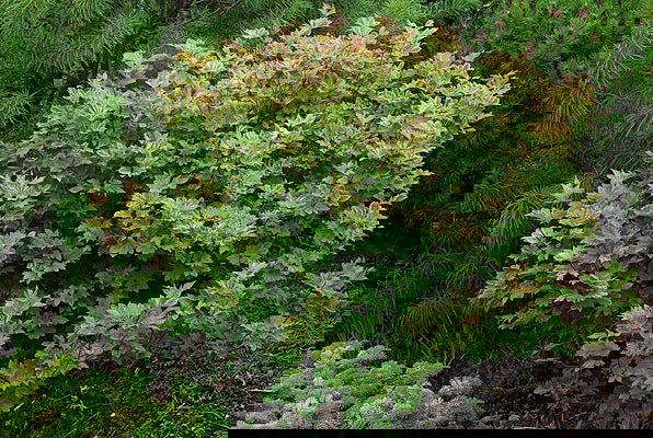 - Acer circinatum 'Sunglow' Japanese Maple - Mr Maple │ Buy Japanese Maple Trees