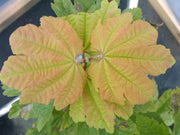 - Acer circinatum 'Sunglow' Japanese Maple - Mr Maple │ Buy Japanese Maple Trees