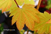 - Acer circinatum 'Sunglow' Japanese Maple - Mr Maple │ Buy Japanese Maple Trees