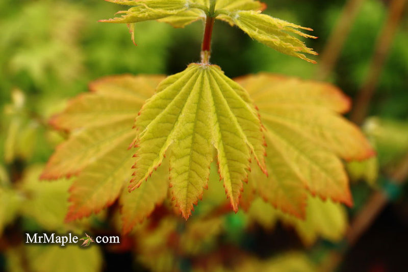 - Acer circinatum 'Sunglow' Japanese Maple - Mr Maple │ Buy Japanese Maple Trees