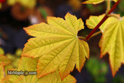 - Acer circinatum 'Sunglow' Japanese Maple - Mr Maple │ Buy Japanese Maple Trees