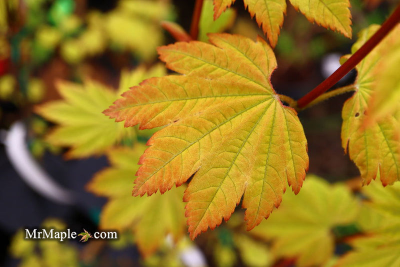 - Acer circinatum 'Sunglow' Japanese Maple - Mr Maple │ Buy Japanese Maple Trees