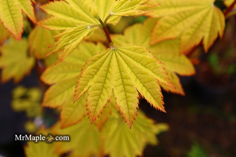 - Acer circinatum 'Sunglow' Japanese Maple - Mr Maple │ Buy Japanese Maple Trees