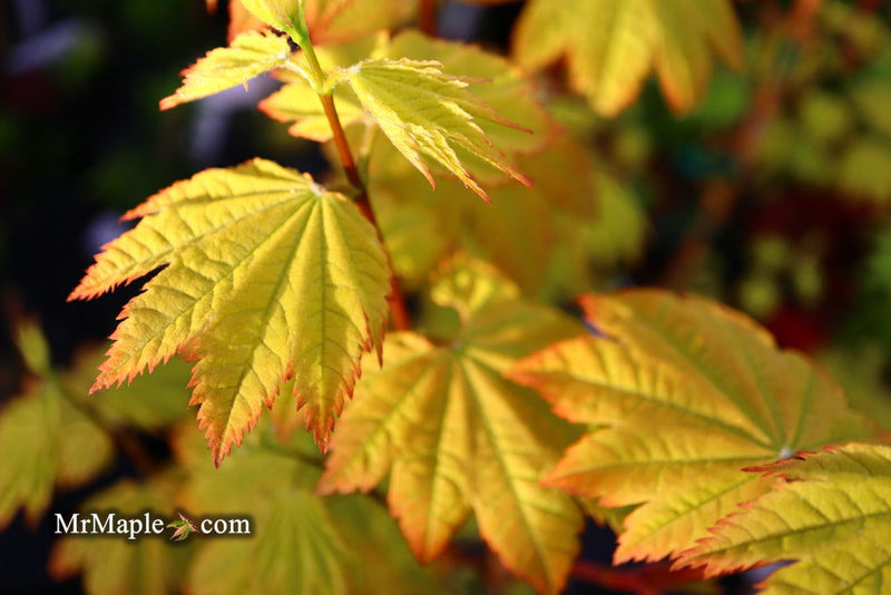 - Acer circinatum 'Sunglow' Japanese Maple - Mr Maple │ Buy Japanese Maple Trees