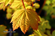 - Acer circinatum 'Sunglow' Japanese Maple - Mr Maple │ Buy Japanese Maple Trees