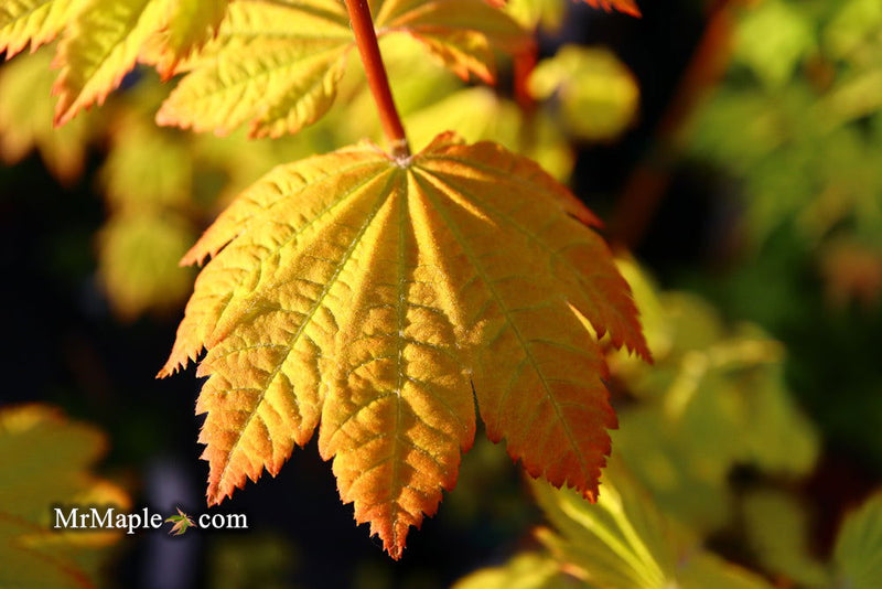 - Acer circinatum 'Sunglow' Japanese Maple - Mr Maple │ Buy Japanese Maple Trees