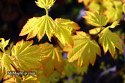 - Acer circinatum 'Sunglow' Japanese Maple - Mr Maple │ Buy Japanese Maple Trees