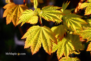 - Acer circinatum 'Sunglow' Japanese Maple - Mr Maple │ Buy Japanese Maple Trees