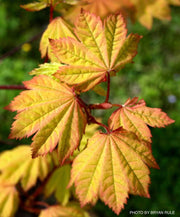 - Acer circinatum 'Sunny Sister' Dwarf Japanese Maple - Mr Maple │ Buy Japanese Maple Trees