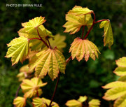 - Acer circinatum 'Sunny Sister' Dwarf Japanese Maple - Mr Maple │ Buy Japanese Maple Trees