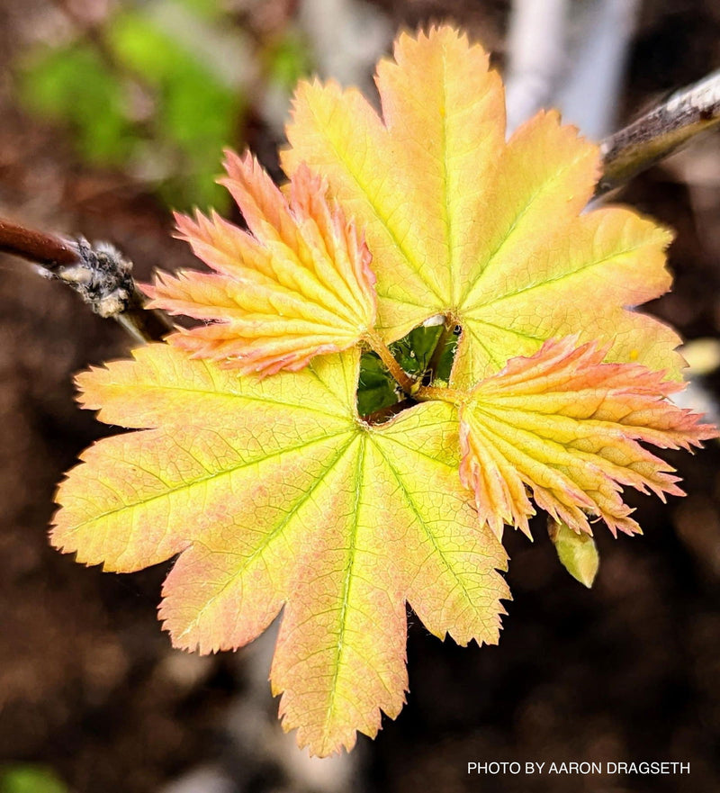 - Acer circinatum 'Sunny Sister' Dwarf Japanese Maple - Mr Maple │ Buy Japanese Maple Trees