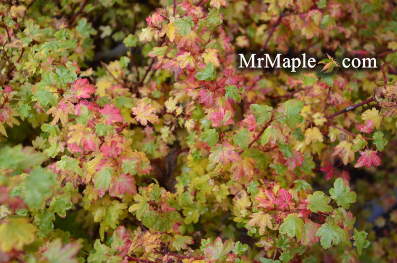 - Acer circinatum 'W.B. Hoyt' Dwarf Japanese Maple - Mr Maple │ Buy Japanese Maple Trees