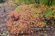 - Acer circinatum 'W.B. Hoyt' Dwarf Japanese Maple - Mr Maple │ Buy Japanese Maple Trees