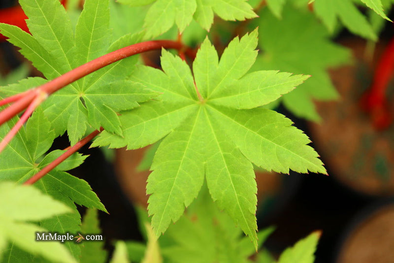 - Acer circinatum x palmatum 'Herbstfeuer' Japanese Maple - Mr Maple │ Buy Japanese Maple Trees