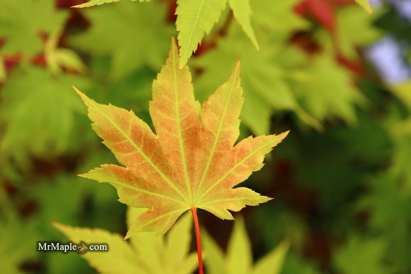 - Acer circinatum x palmatum 'Herbstfeuer' Japanese Maple - Mr Maple │ Buy Japanese Maple Trees