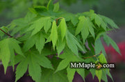 - Acer circinatum x palmatum 'Herbstfeuer' Japanese Maple - Mr Maple │ Buy Japanese Maple Trees