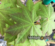 - Acer circinatum x palmatum 'Herbstfeuer' Japanese Maple - Mr Maple │ Buy Japanese Maple Trees