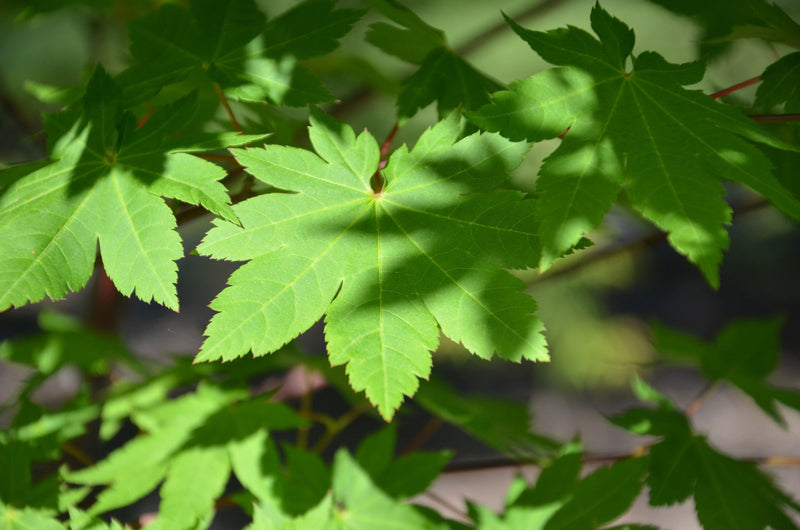 - Acer circinatum x palmatum 'Herbstfeuer' Japanese Maple - Mr Maple │ Buy Japanese Maple Trees