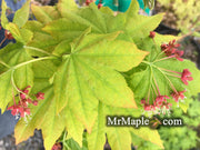 - Acer circinatum x palmatum 'Herbstfeuer' Japanese Maple - Mr Maple │ Buy Japanese Maple Trees