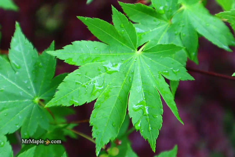 - Acer circinatum x palmatum 'Herbstfeuer' Japanese Maple - Mr Maple │ Buy Japanese Maple Trees