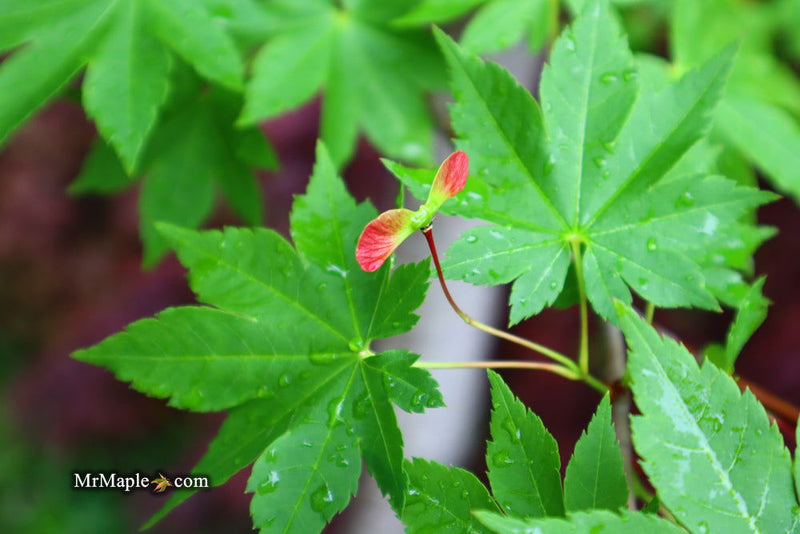 - Acer circinatum x palmatum 'Herbstfeuer' Japanese Maple - Mr Maple │ Buy Japanese Maple Trees