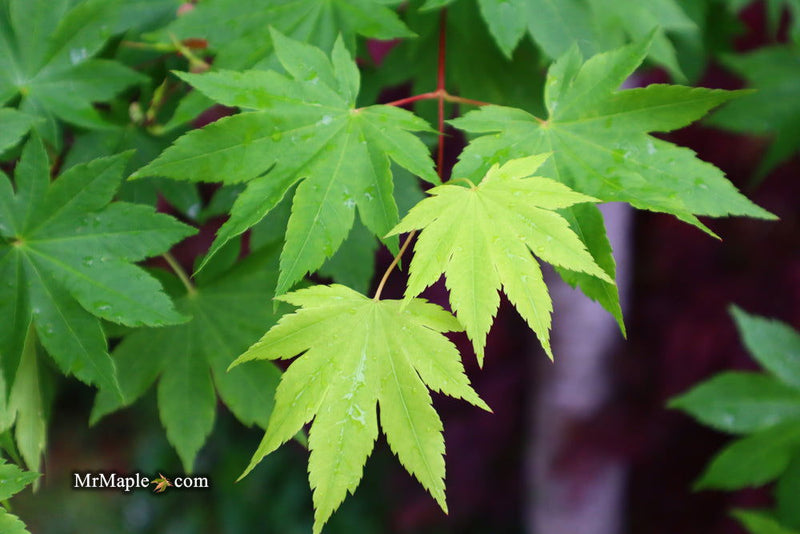 - Acer circinatum x palmatum 'Herbstfeuer' Japanese Maple - Mr Maple │ Buy Japanese Maple Trees