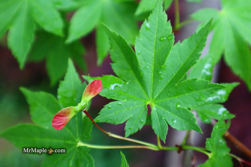 - Acer circinatum x palmatum 'Herbstfeuer' Japanese Maple - Mr Maple │ Buy Japanese Maple Trees