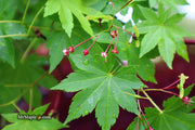 - Acer circinatum x palmatum 'Herbstfeuer' Japanese Maple - Mr Maple │ Buy Japanese Maple Trees