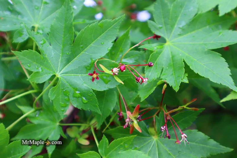 - Acer circinatum x palmatum 'Herbstfeuer' Japanese Maple - Mr Maple │ Buy Japanese Maple Trees