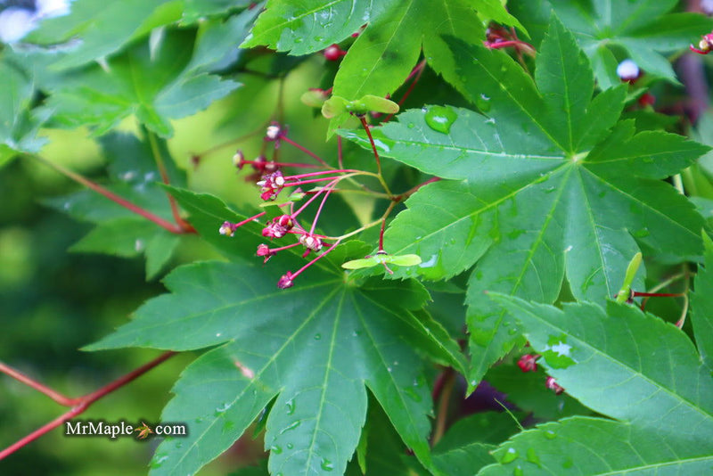 - Acer circinatum x palmatum 'Herbstfeuer' Japanese Maple - Mr Maple │ Buy Japanese Maple Trees