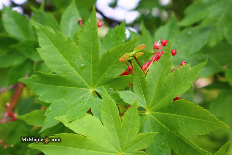 - Acer circinatum x palmatum 'Herbstfeuer' Japanese Maple - Mr Maple │ Buy Japanese Maple Trees