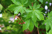- Acer circinatum x palmatum 'Herbstfeuer' Japanese Maple - Mr Maple │ Buy Japanese Maple Trees