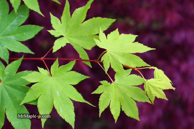 - Acer circinatum x palmatum 'Herbstfeuer' Japanese Maple - Mr Maple │ Buy Japanese Maple Trees
