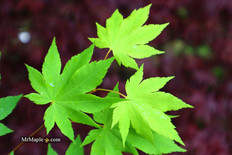 - Acer circinatum x palmatum 'Herbstfeuer' Japanese Maple - Mr Maple │ Buy Japanese Maple Trees