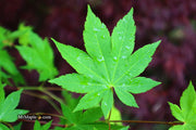- Acer circinatum x palmatum 'Herbstfeuer' Japanese Maple - Mr Maple │ Buy Japanese Maple Trees