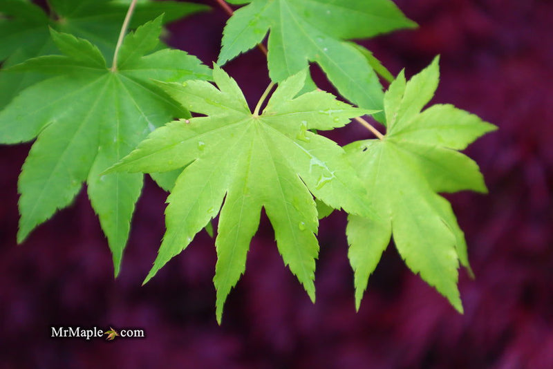 - Acer circinatum x palmatum 'Herbstfeuer' Japanese Maple - Mr Maple │ Buy Japanese Maple Trees