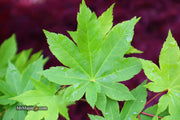 - Acer circinatum x palmatum 'Herbstfeuer' Japanese Maple - Mr Maple │ Buy Japanese Maple Trees