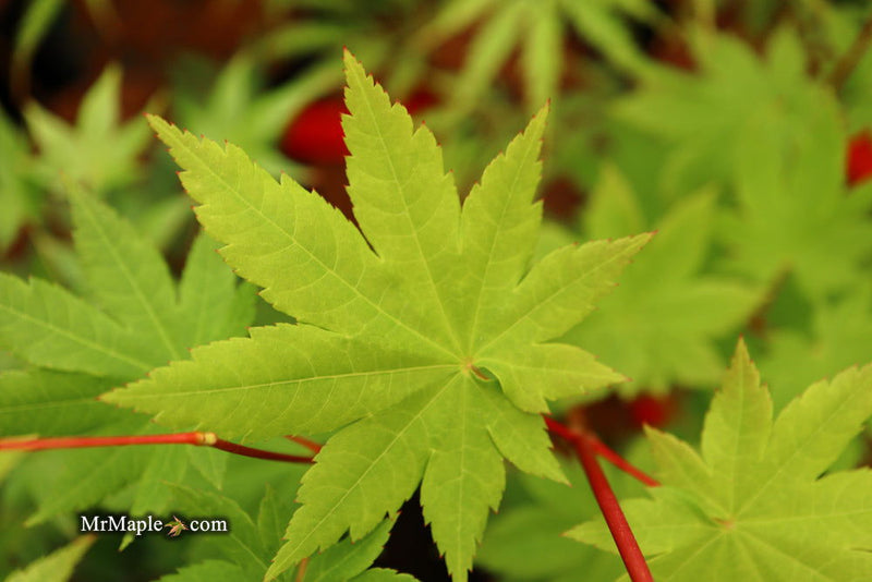 - Acer circinatum x palmatum 'Herbstfeuer' Japanese Maple - Mr Maple │ Buy Japanese Maple Trees