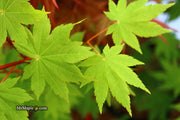 - Acer circinatum x palmatum 'Herbstfeuer' Japanese Maple - Mr Maple │ Buy Japanese Maple Trees