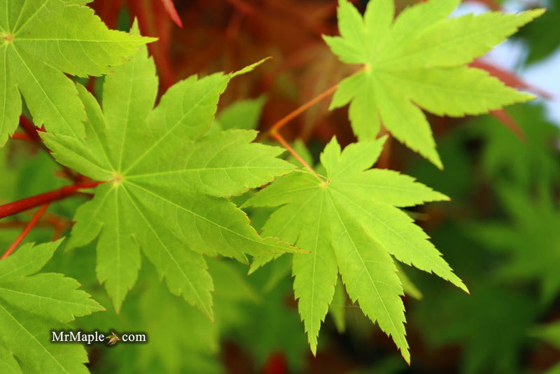 - Acer circinatum x palmatum 'Herbstfeuer' Japanese Maple - Mr Maple │ Buy Japanese Maple Trees