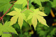 - Acer circinatum x palmatum 'Herbstfeuer' Japanese Maple - Mr Maple │ Buy Japanese Maple Trees